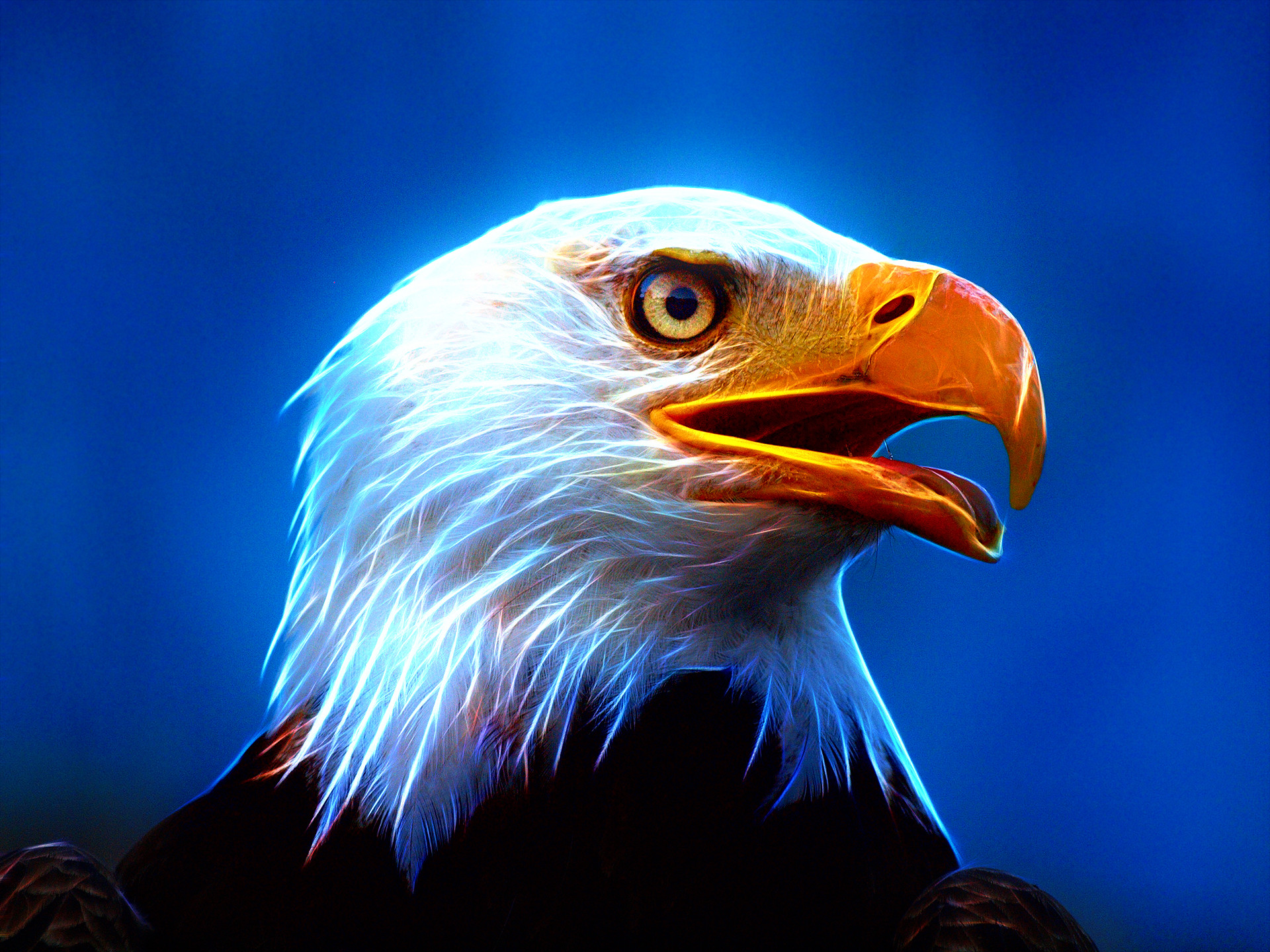 best ideas about Philadelphia eagles wallpaper on Pinterest | HD Wallpapers  | Pinterest | Philadelphia eagles wallpaper and Wallpaper