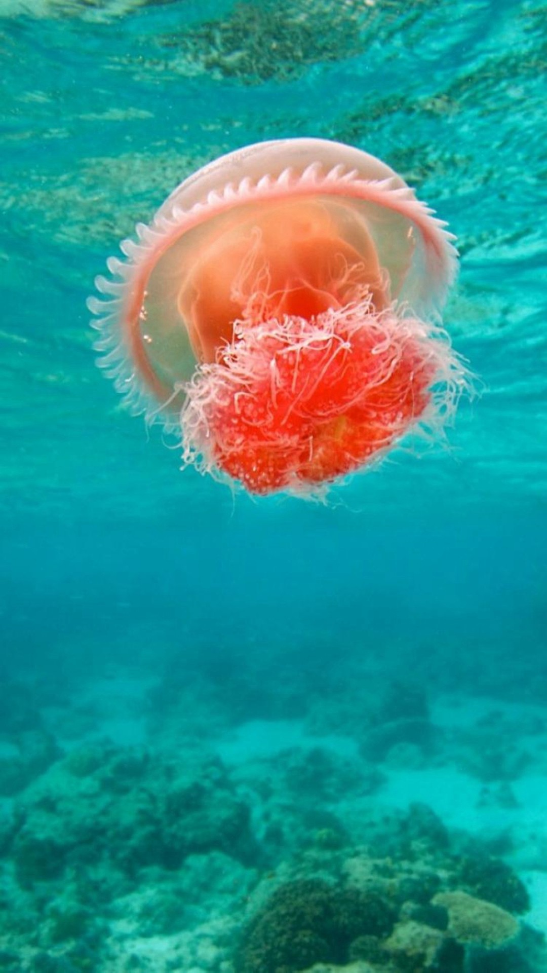Wonderful Undersea Ocean Beautiful Jellyfish #iPhone #plus #wallpaper