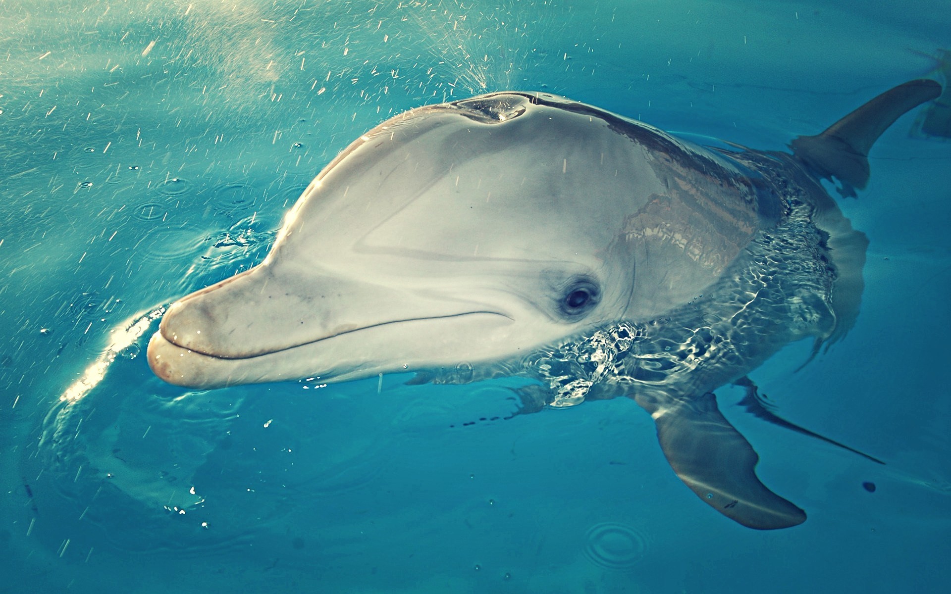 , dolphin category – High Resolution Wallpapers dolphin backround