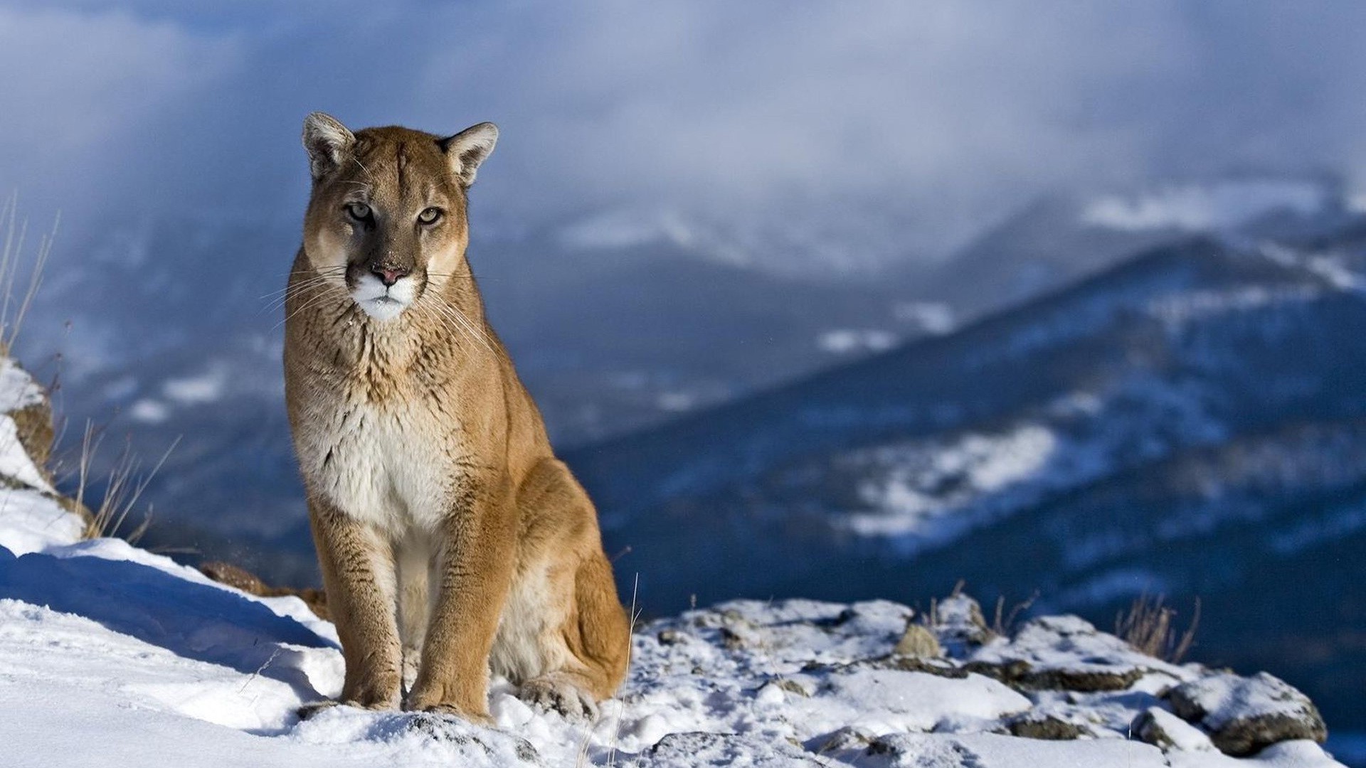 Mountain, Snow, Nature, Pumas Wallpapers HD / Desktop and Mobile Backgrounds