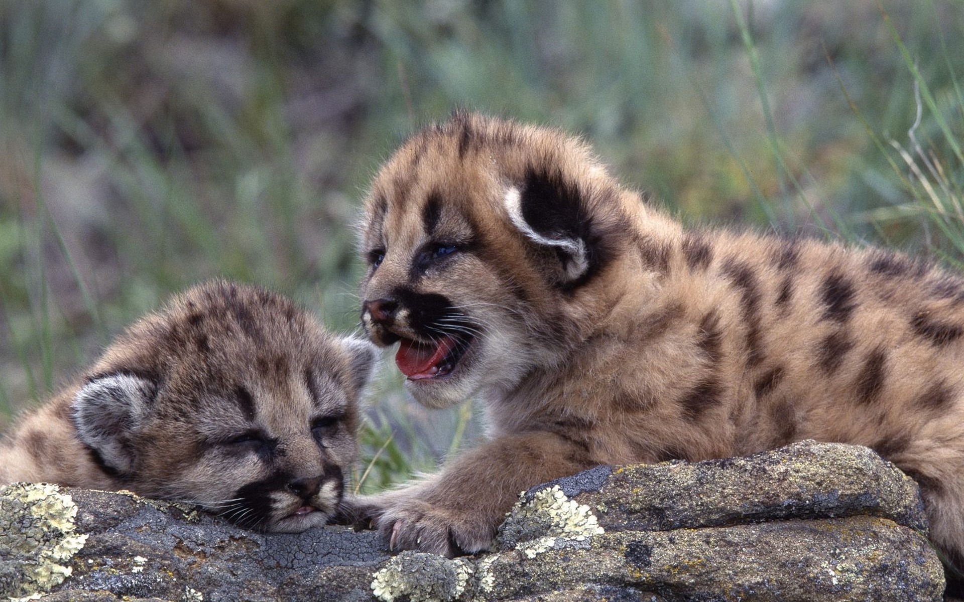 Pumas, Animals, Baby Animals Wallpapers HD / Desktop and Mobile Backgrounds