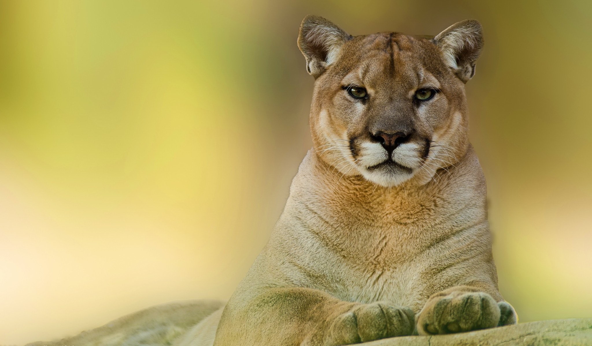 puma mountain lion face view predator