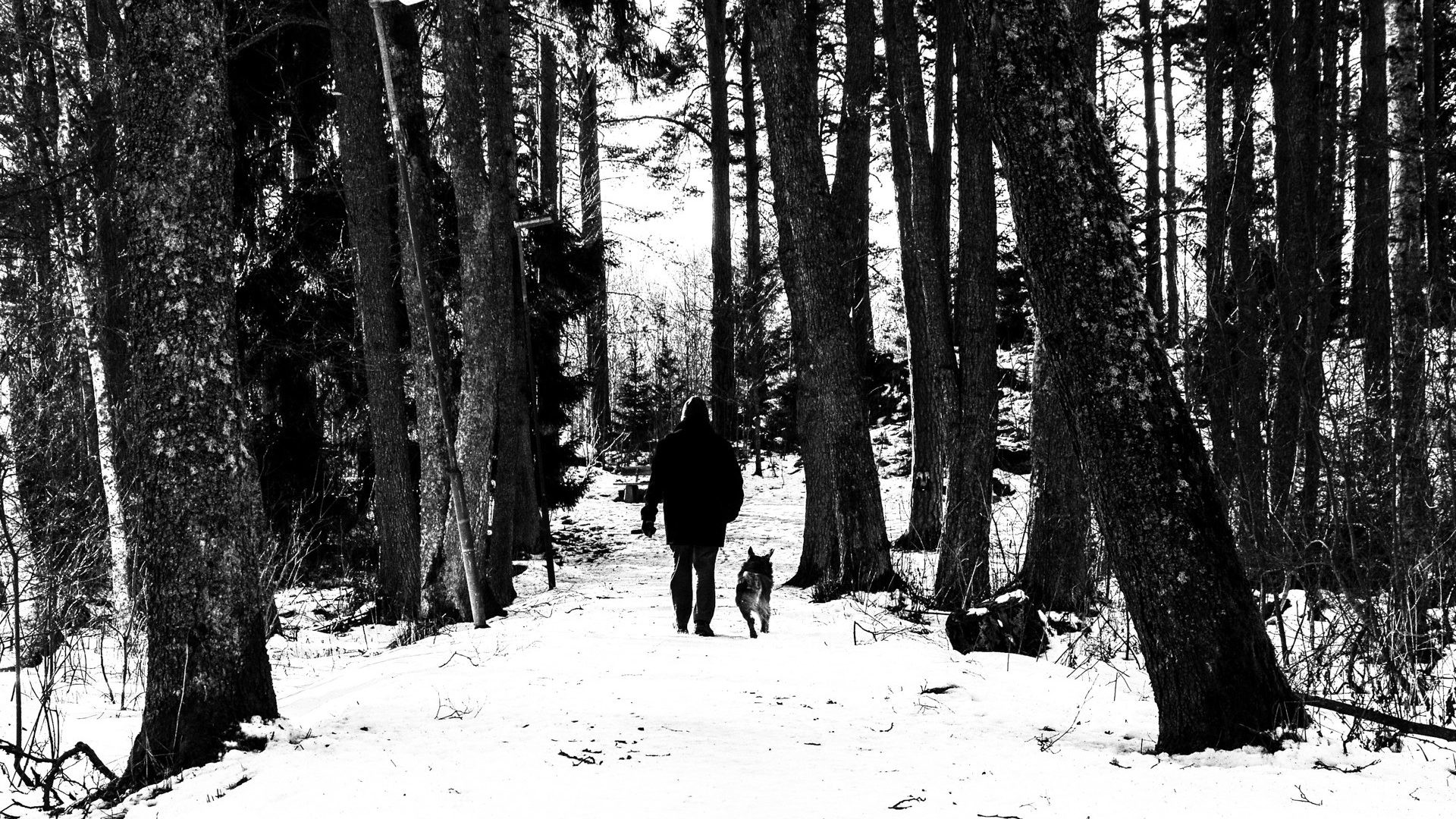 Dog Tag – Snow WalkerZ Walkers Winter Day Walking Walk Jungle Man Dog Walker HD Wallpapers