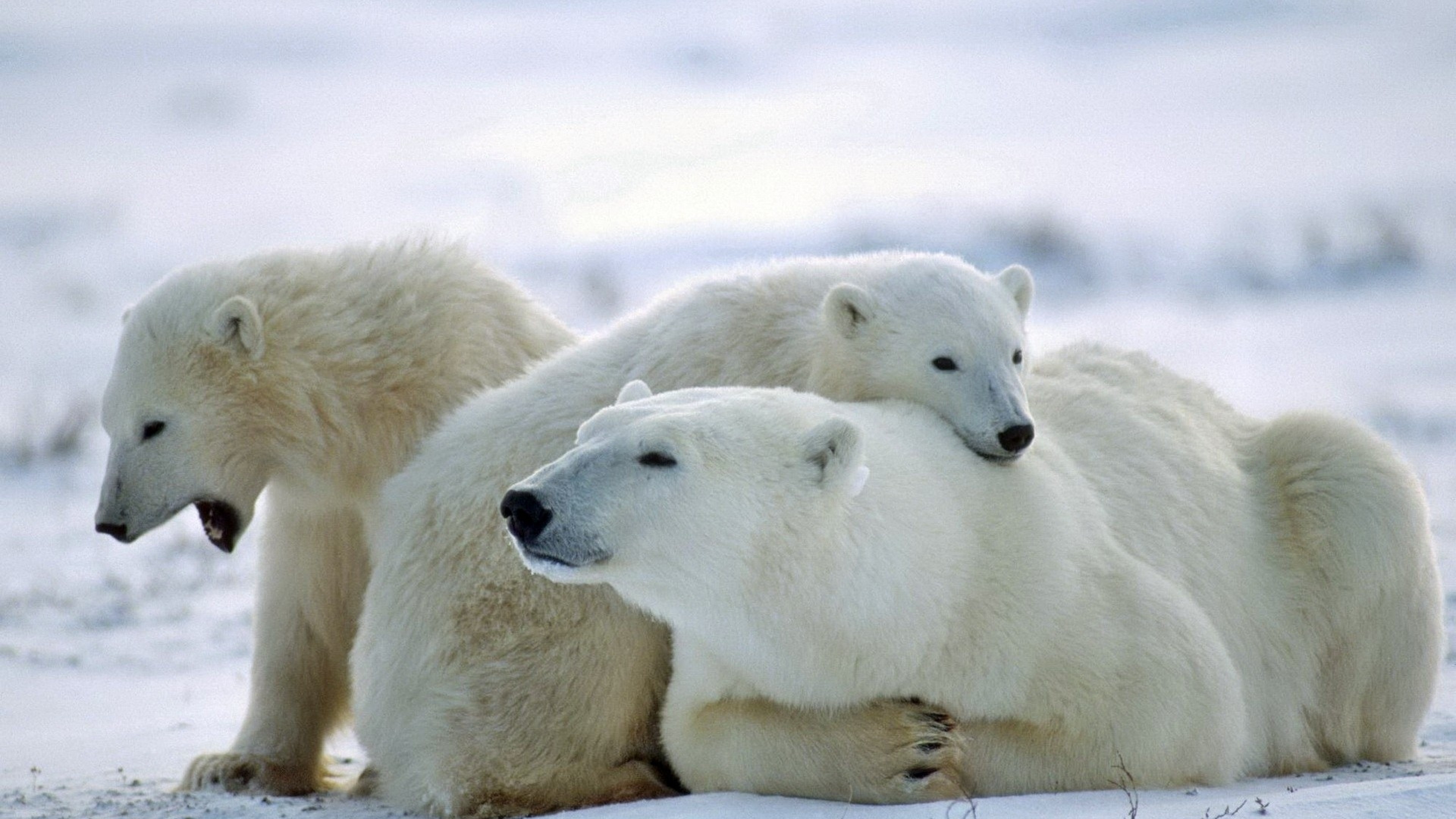 Wallpaper bear, polar bear, family, care, snow