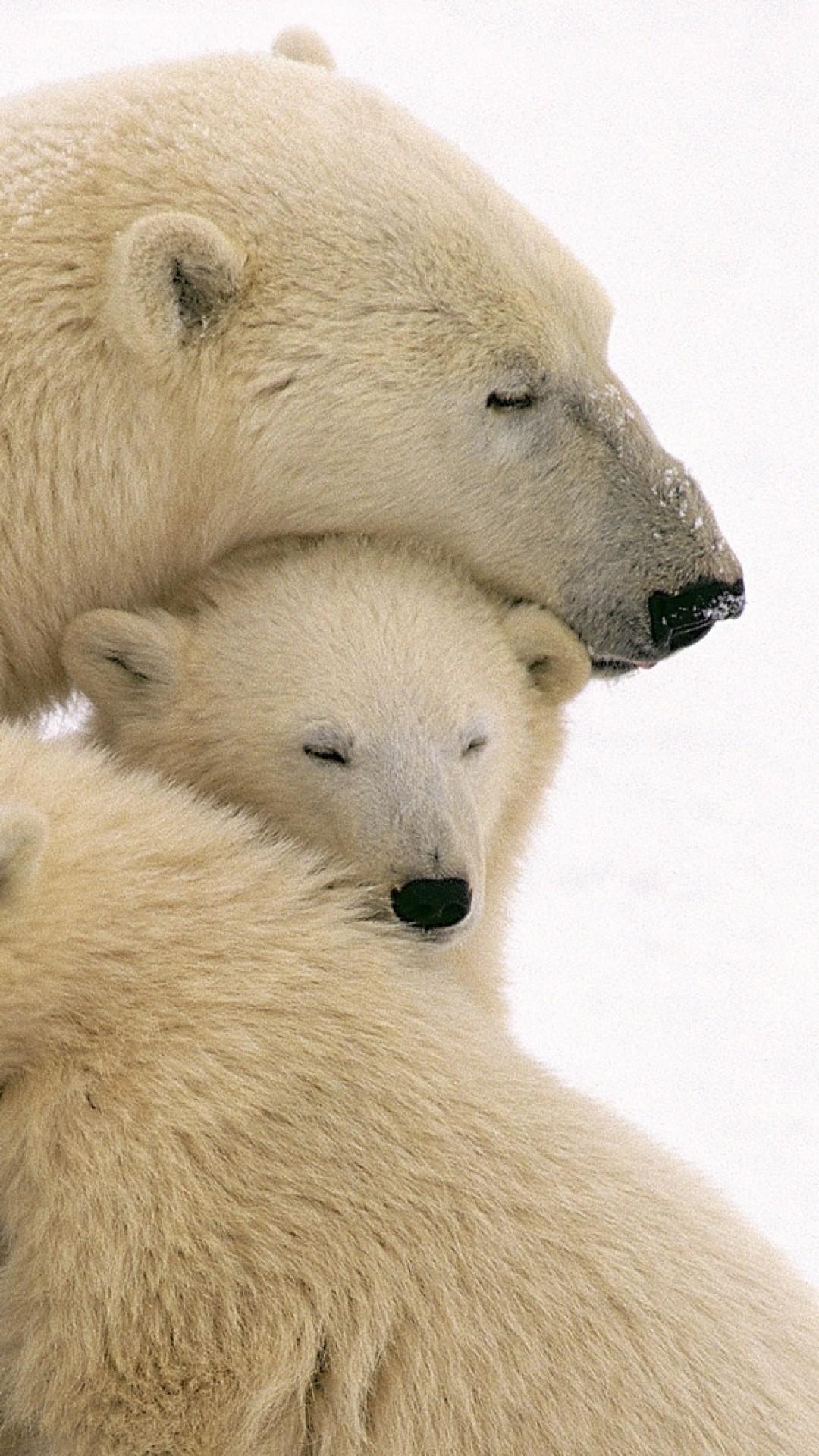 Wallpaper polar bears, care, family, babies